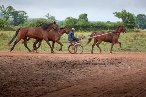 Haras De Pitz, Ecurie Danover