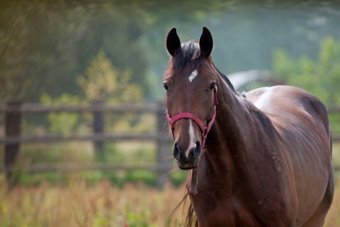 Haras De Pitz, Ecurie Danover