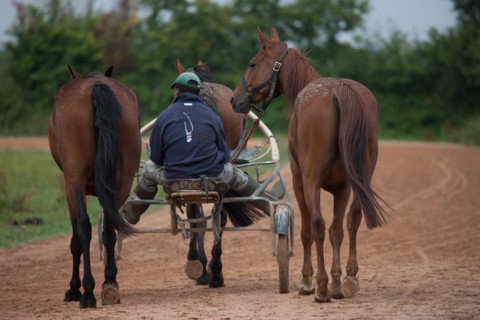 Haras De Pitz, Ecurie Danover