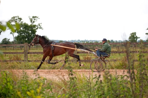 Haras De Pitz, Ecurie Danover