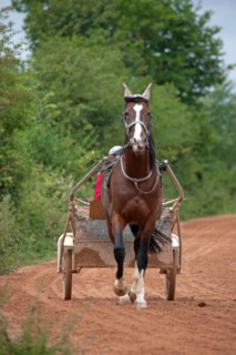 Haras De Pitz, Ecurie Danover