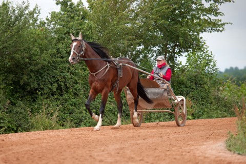 Haras De Pitz, Ecurie Danover