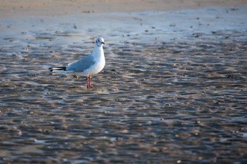Bessin, Plages Du Débarquement