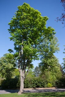 Bois De Boulognejardin Du Prac Catelan