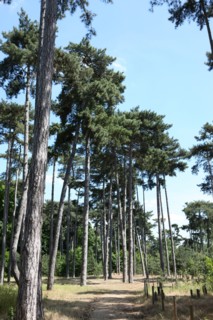 Bois De Boulogne, Neuilly sur Seine