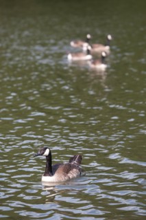 Bois De Vincennes, Lac Des Minimes