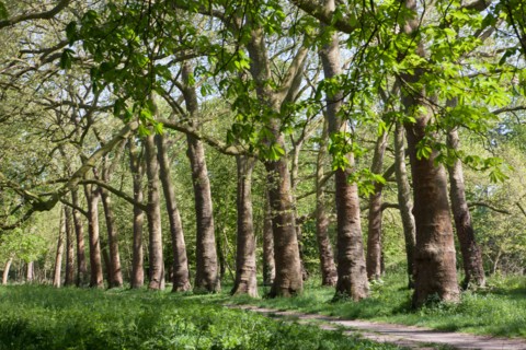 Bois De Vincennes, Allee