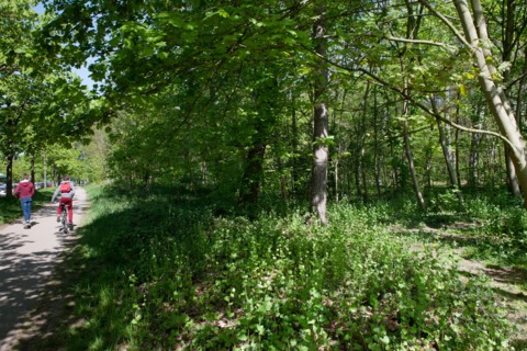 Bois De Vincennes, Allee