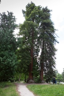 Bois De Boulogne,Etang Du Reservoir