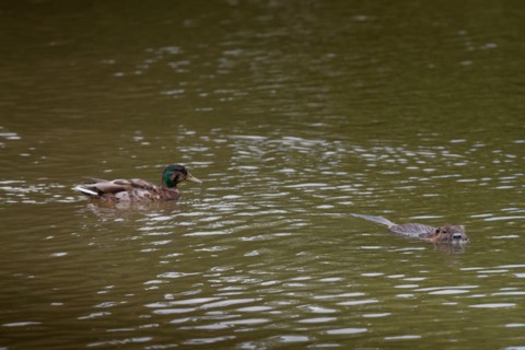 Bois De Boulogne,Etang Du Reservoir