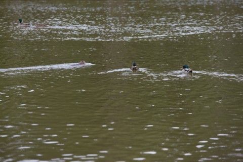 Bois De Boulogne,Etang Du Reservoir