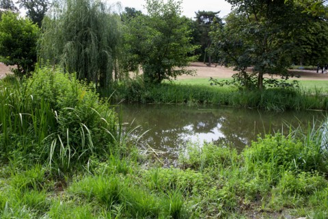 Bois De Boulogne, Riviere A  Proximite D El Hippodrome De Longchamp