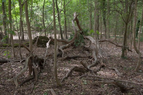 Bois De Boulogne, Tronc D'Arbre Tombac A Terre
