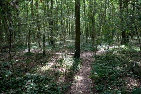 Bois De Boulogne, Bosquet