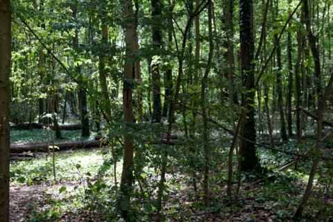 Bois De Boulogne, Bosquet