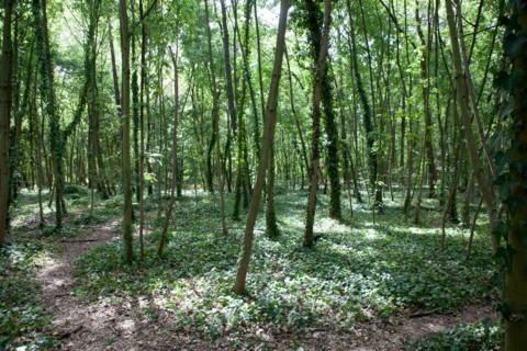 Bois De Boulogne, Bosquet
