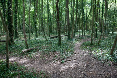 Bois De Boulogne, Bosquet