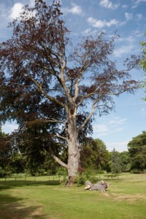Bois De Boulogne, Le Pré Catelan