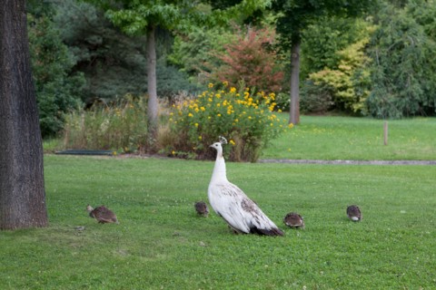 Neuilly sur Seine, Jardin d'Acclimatation