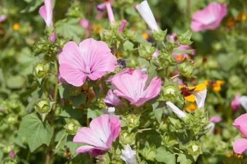 Etang De Suresnes, Fleurs Sauvages De La Prairie