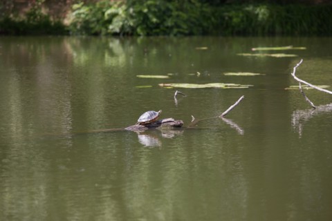 Etang De Suresnes, Tortue