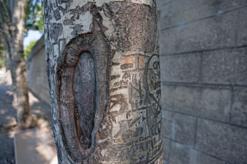 Quai Francois Mitterrand (Quai Des Tuileries) Berges de Seine, Arbre Grave De Messages D'Amour