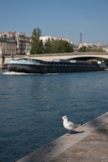 Quai Francois Mitterrand (Quai Des Tuileries) Berges de Seine, Mouette Et Péniche
