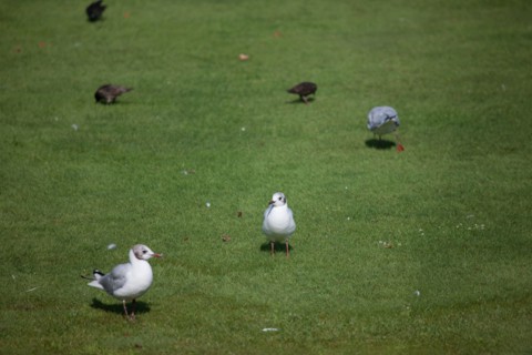 Jardin Des Tuileries,
