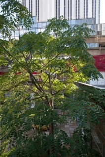 Montparnasse,Avenue du Maine