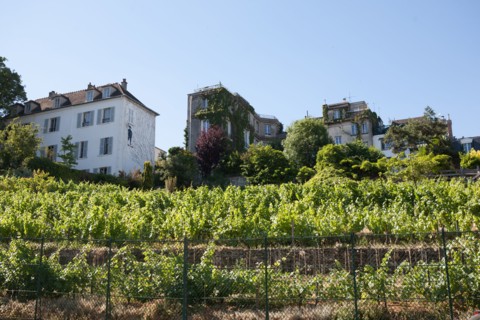 Montmartre, Rue Saint Vincent