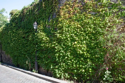 18e Arrondissement, Rue Saint Vincent