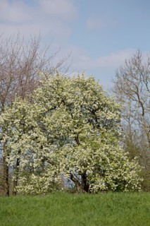 Poirier en fleurs en Normandie