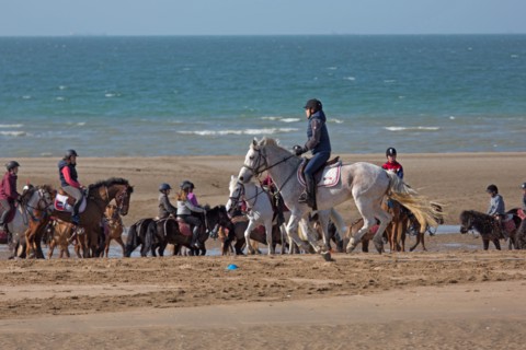 Villers-sur-Mer, chevaux et poneys sur la plage