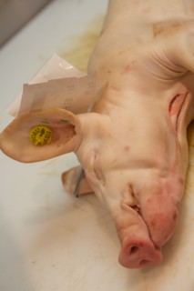 Cochon de lait