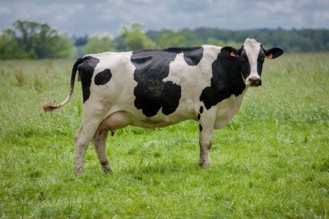 Vaches de Baie du Mont-Saint-Michel