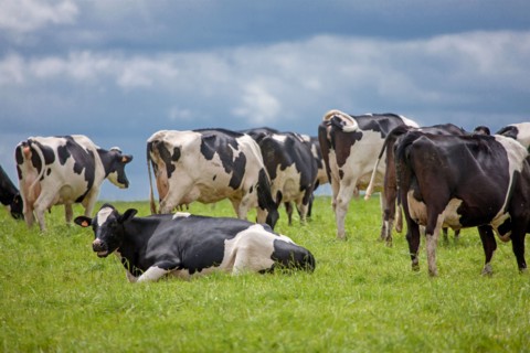 Vaches de Baie du Mont-Saint-Michel