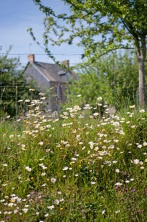 Savigny, champ de marguerites