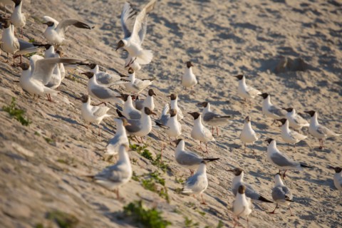 Berck Plage