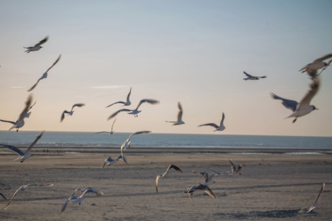 Berck Plage