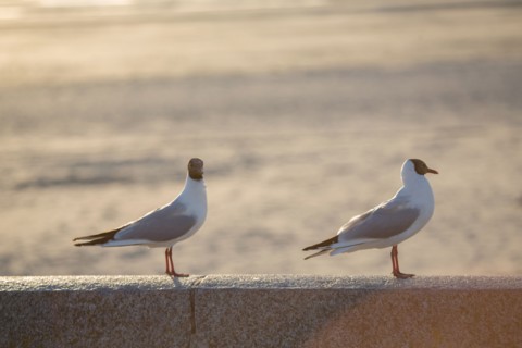 Berck Plage