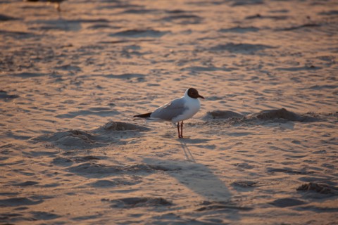 Berck Plage