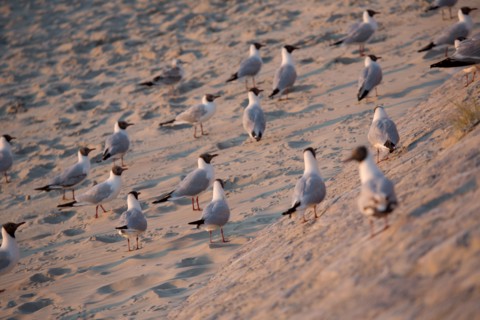 Berck Plage