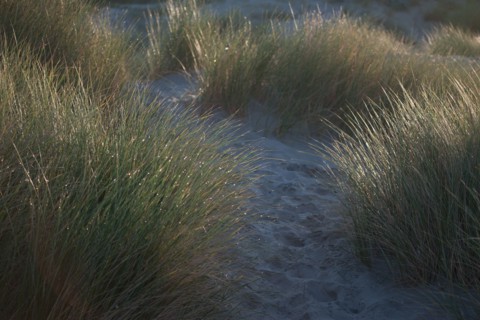 Fort-Mahon-Plage, Baie de Somme