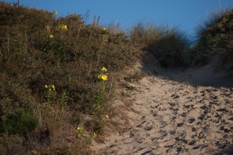 Fort-Mahon-Plage, Baie de Somme