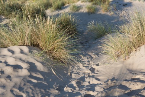 Fort-Mahon-Plage, Baie de Somme