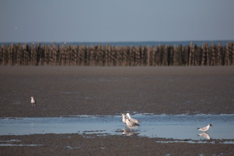 Quend, Somme