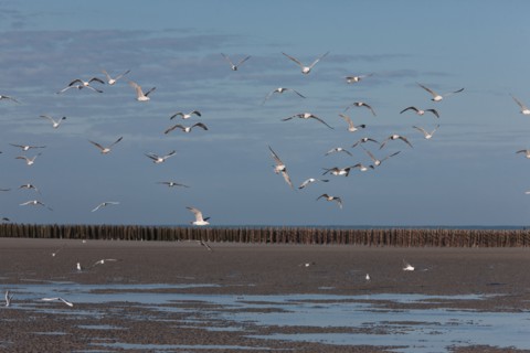 Quend, Somme
