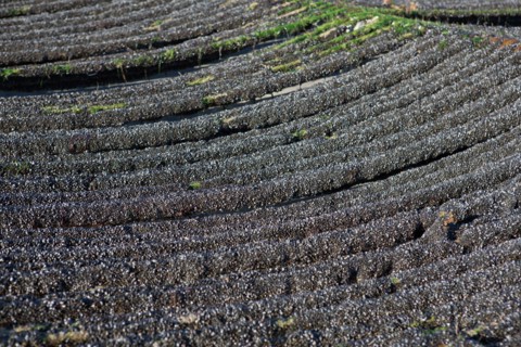 Quend, Somme