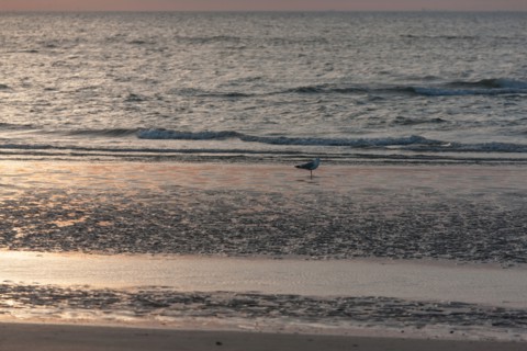 Trouville sur Mer, Kite surf au soleil couchant