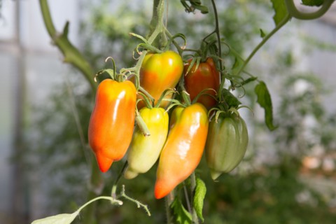 Tomates anciennes